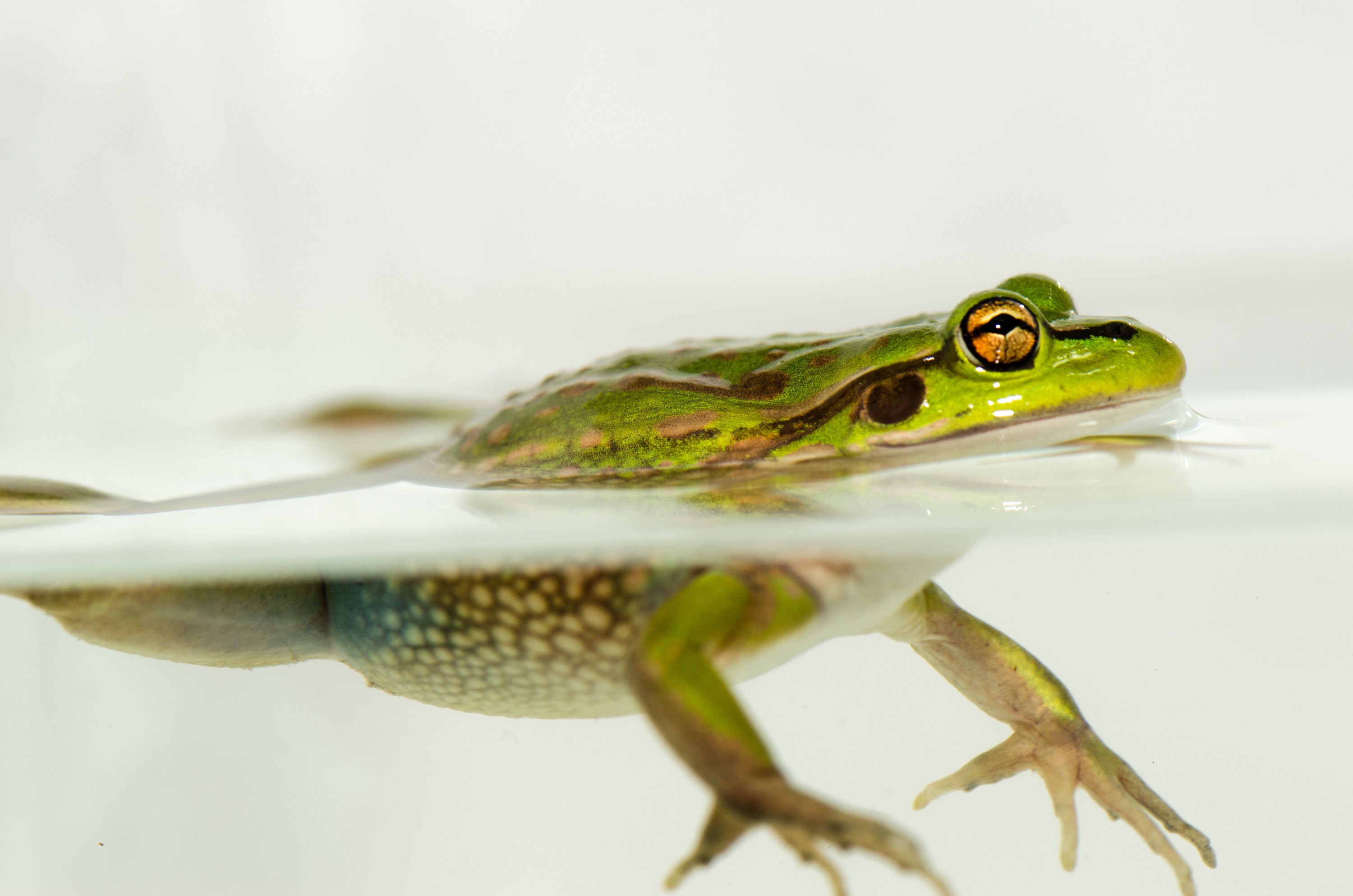 DSC_7088 – Green, Bell, Frog, Litoria, aurea, introduced, new zealand, nz, new, zealand, crispin